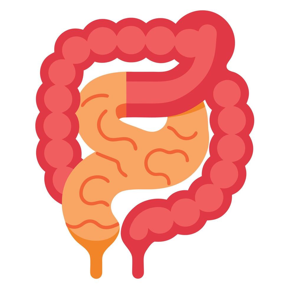 Human Colon Anatomy in Detailed Flat Design on a White Background vector