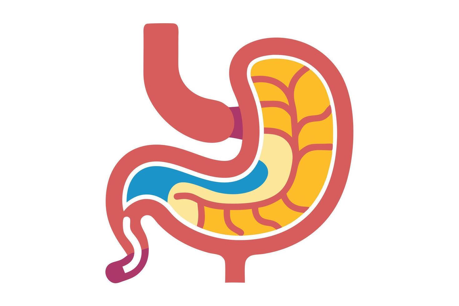 Stomach Anatomy Medical Diagram Design Detailed Colorful vector