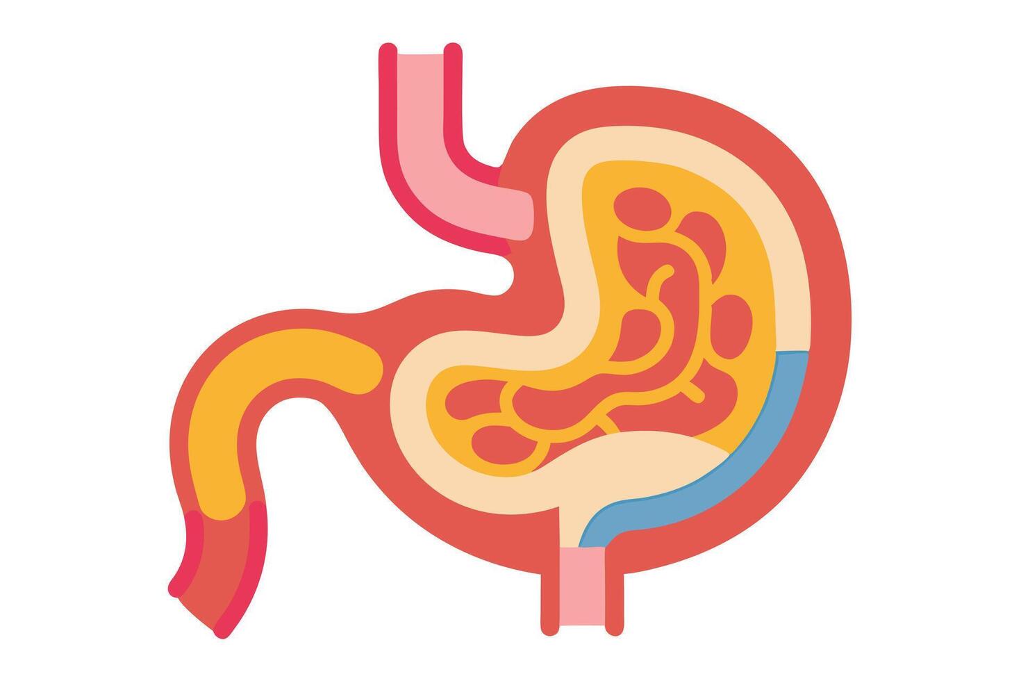 Stomach Anatomy Cross Section, Gastric on White Background, Healthcare Design vector