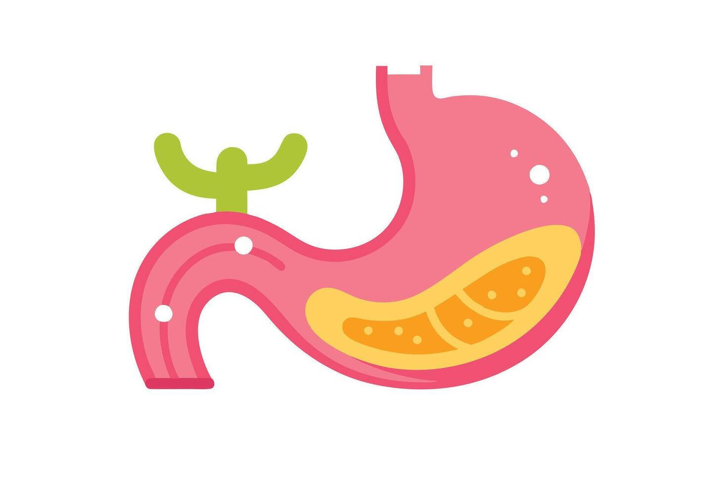 Cartoon Pink Stomach Anatomy, Digestive System with Cactus on White Background vector