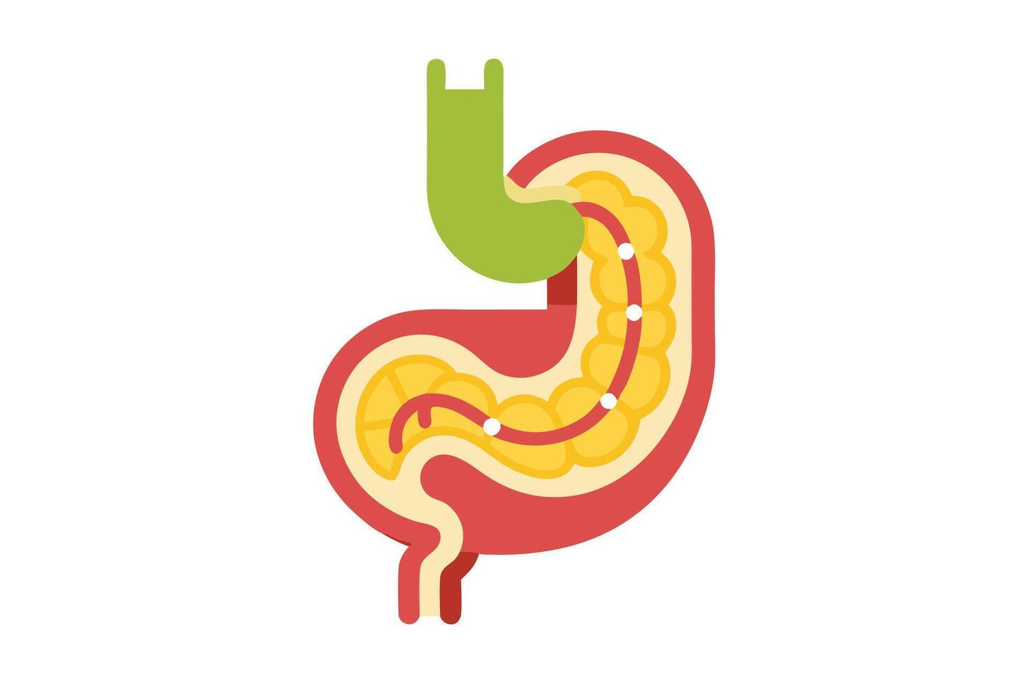 Stylized Human Stomach Anatomy Cross Section Showing Inner Structures Detail vector