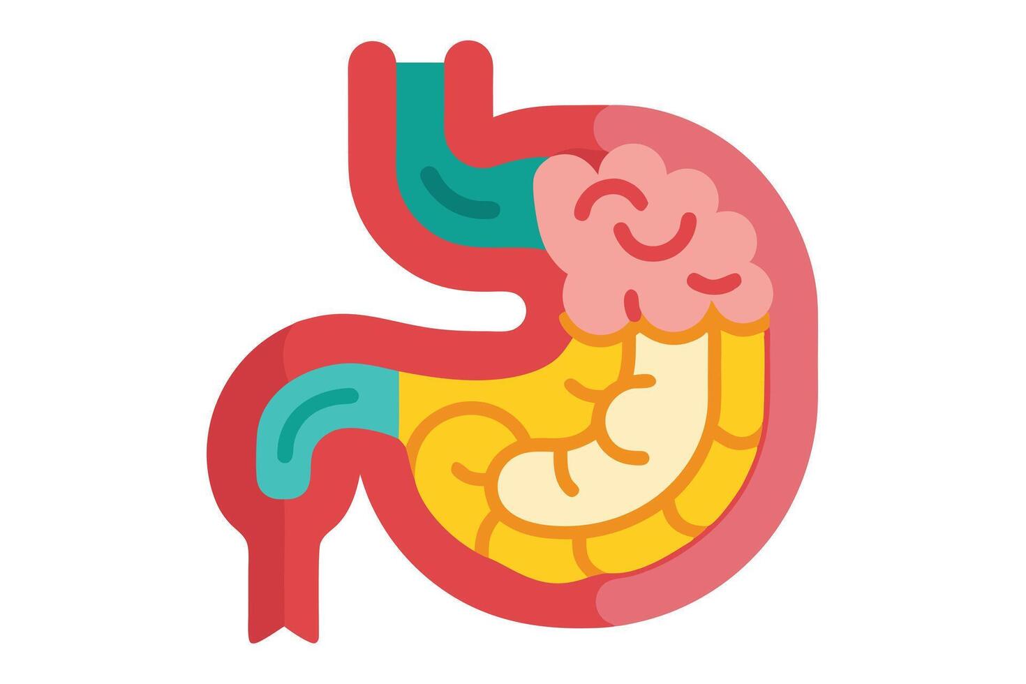 Stomach Flat Design Icon, Anatomy Illustration, Cartoon Style, Digestive System vector