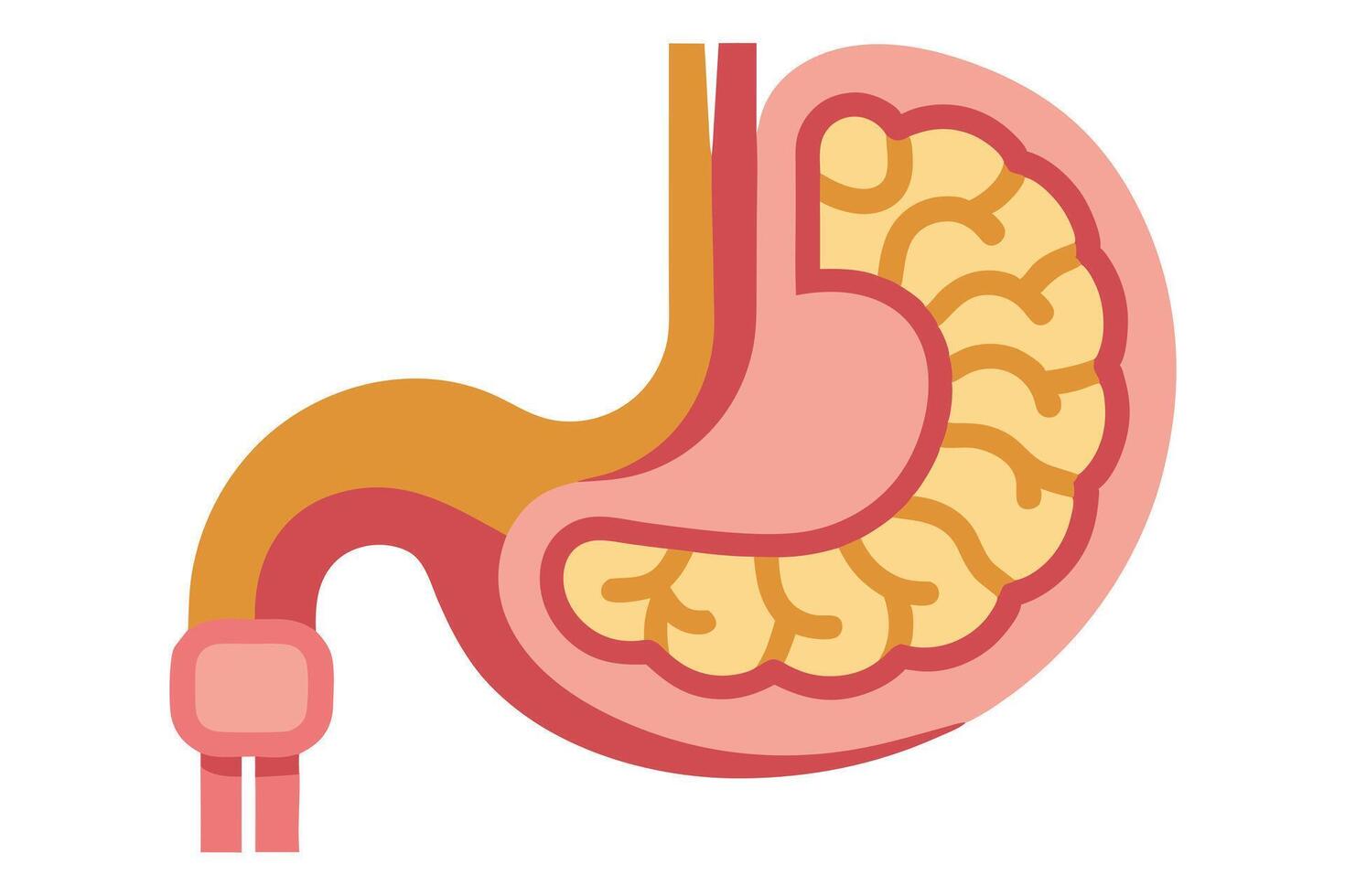 Stomach Anatomy Organ Diagram Flat on a White Background vector