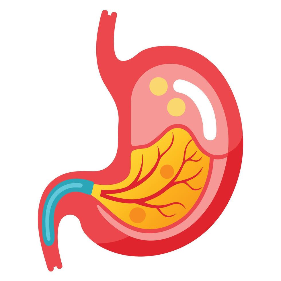 Stylized Human Stomach Anatomy with Visible Layers on White vector