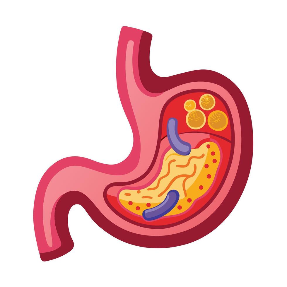 Human Stomach Anatomy with Food in Cartoon Style Isolated on White vector