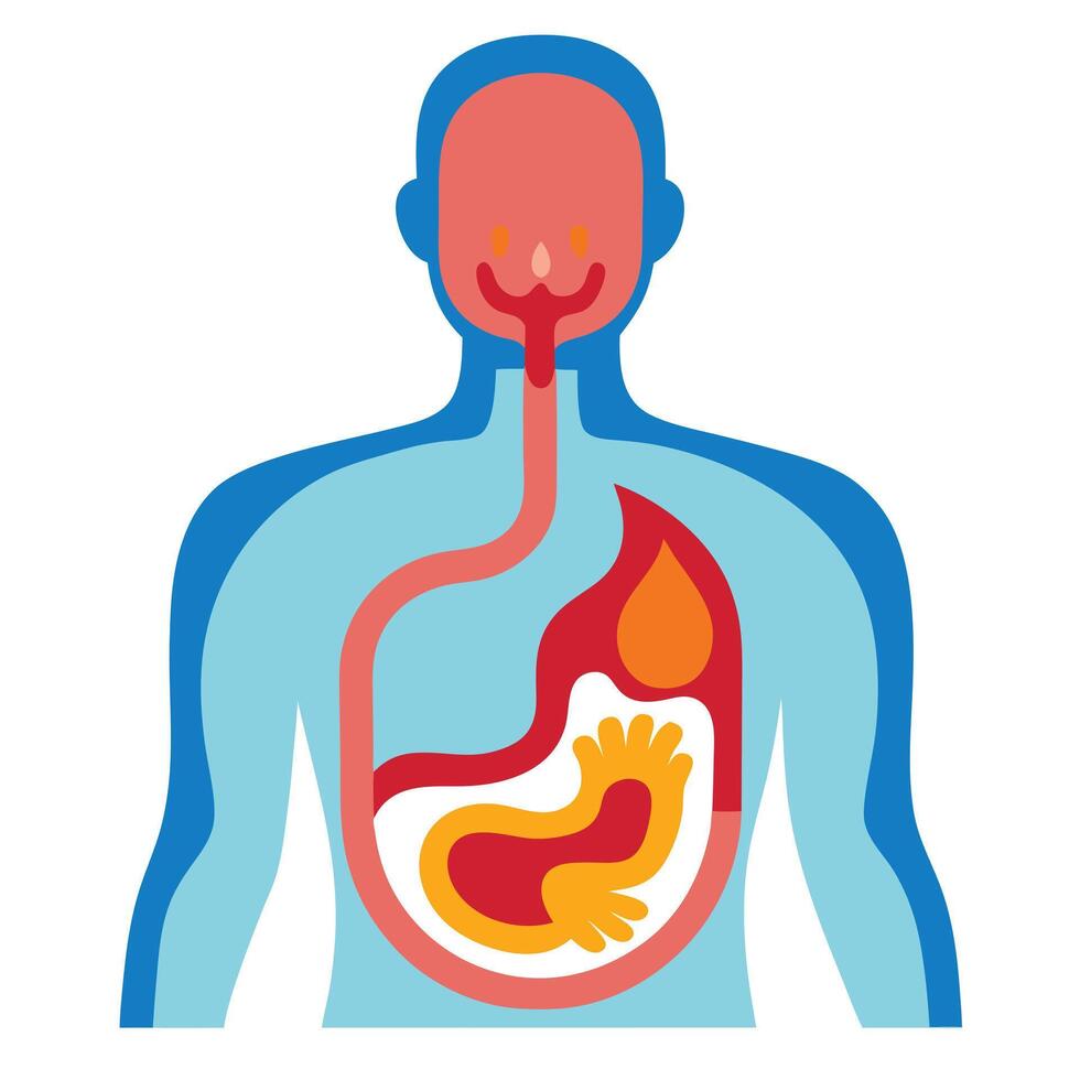 Stylized of Digestive System Anatomy on Human Figure with Transparent Background vector