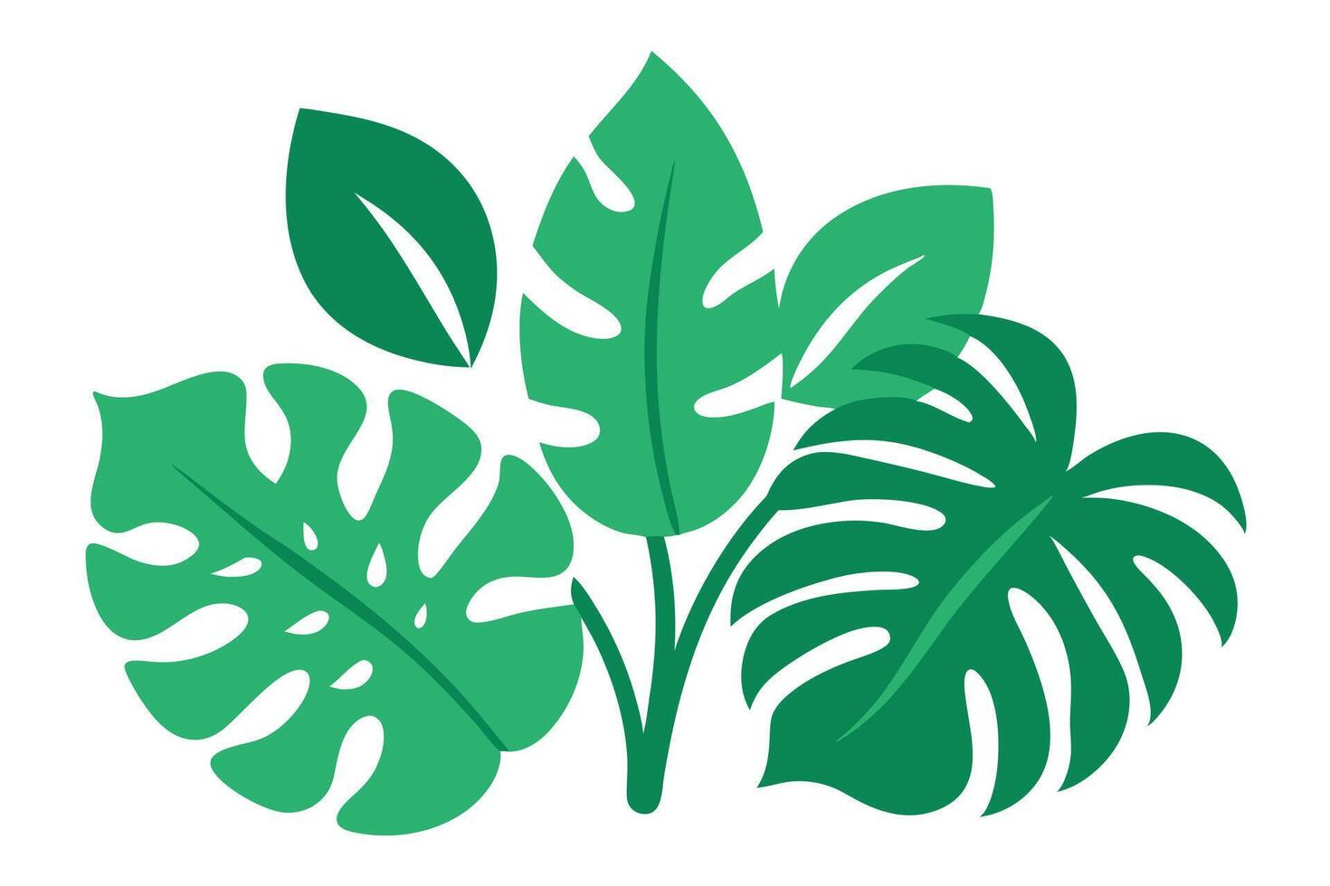 Lush Green Tropical Monstera Leaves Arrangement on a Clean White Backdrop vector