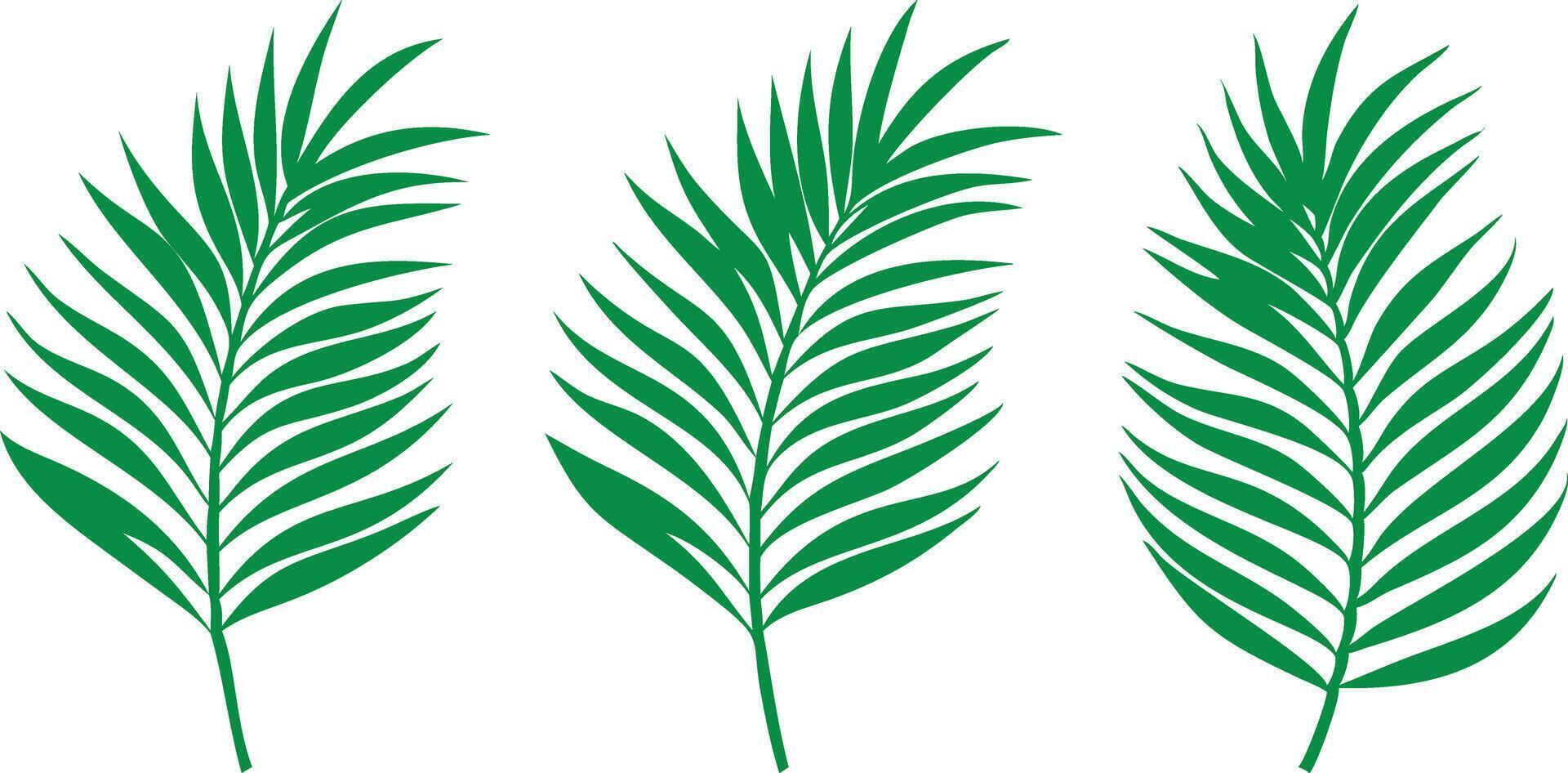 Three Green Palm Leaves Design, Tropical Foliage Illustration, White Background vector