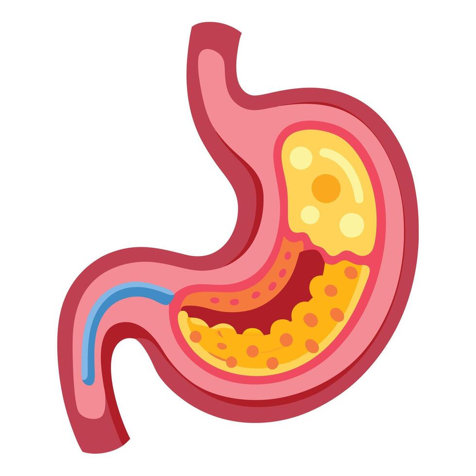 Cartoon Cross Section of Human Stomach with Food on White Background vector