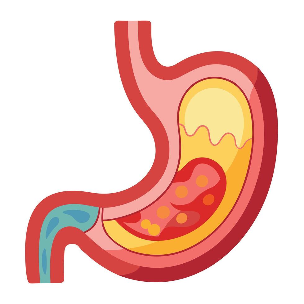 Detailed Human Stomach Anatomy on a Clean White Background Design vector