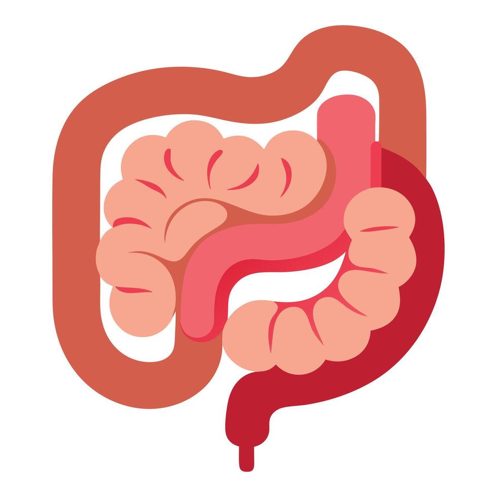 Human Digestive System Anatomy with Colon, Small Intestine and Rectum vector