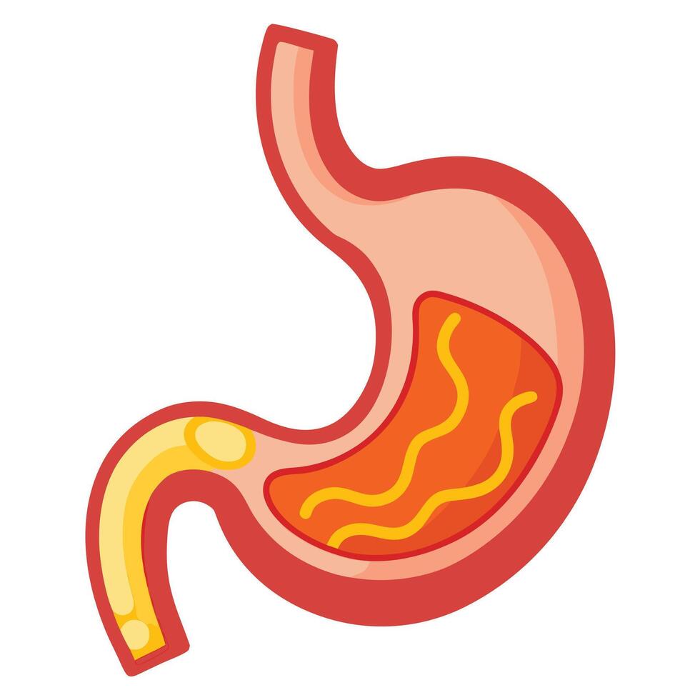 Cartoon Stomach Anatomy with Orange Content on a White Background Detail Design vector