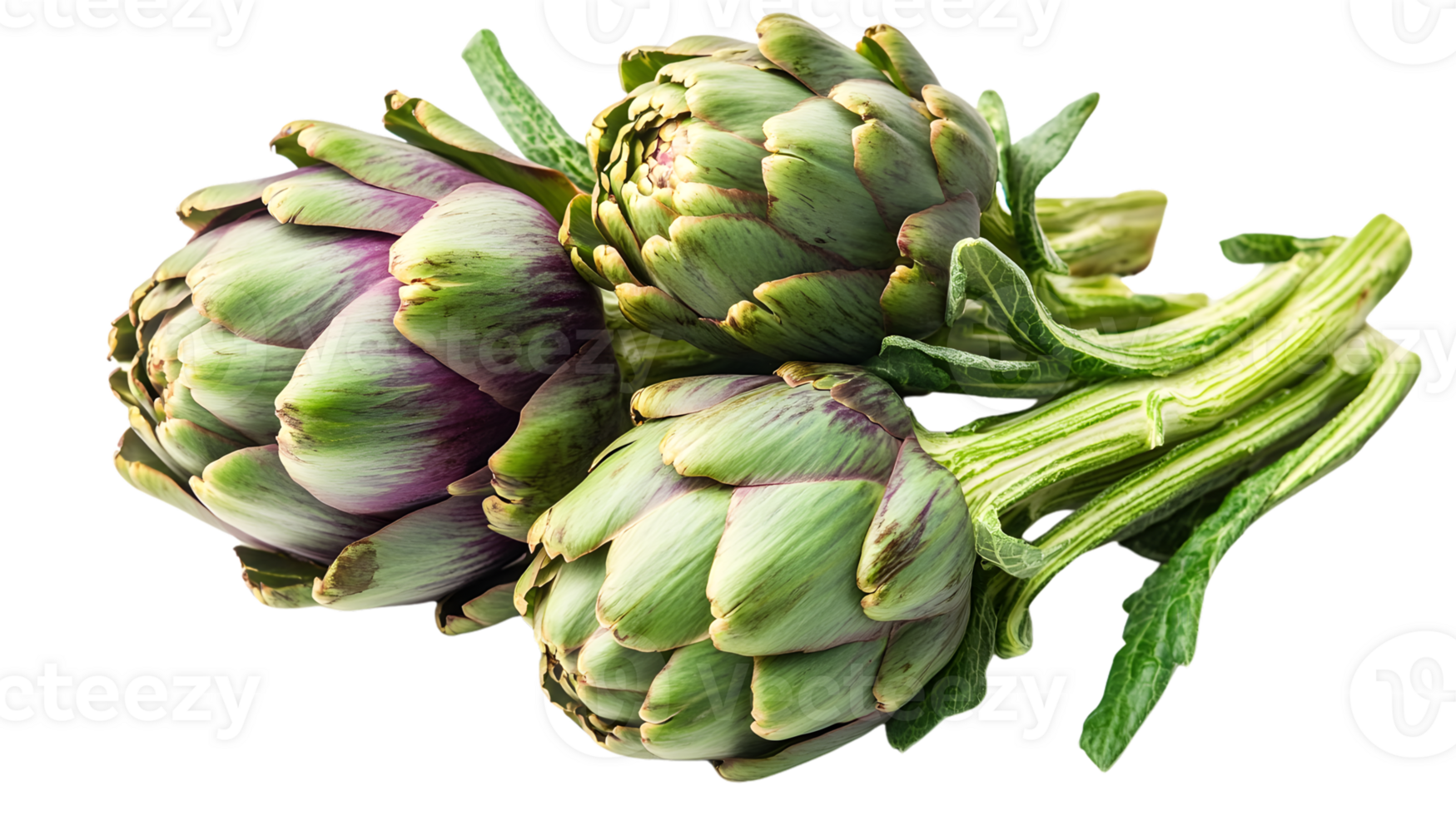 Fresh Artichoke Harvest Closeup of Three Green and Purple Vegetable Heads png