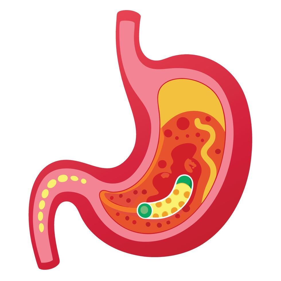 Simplified Red Stomach Anatomy with Cartoon Style and Yellow Digestive Contents vector