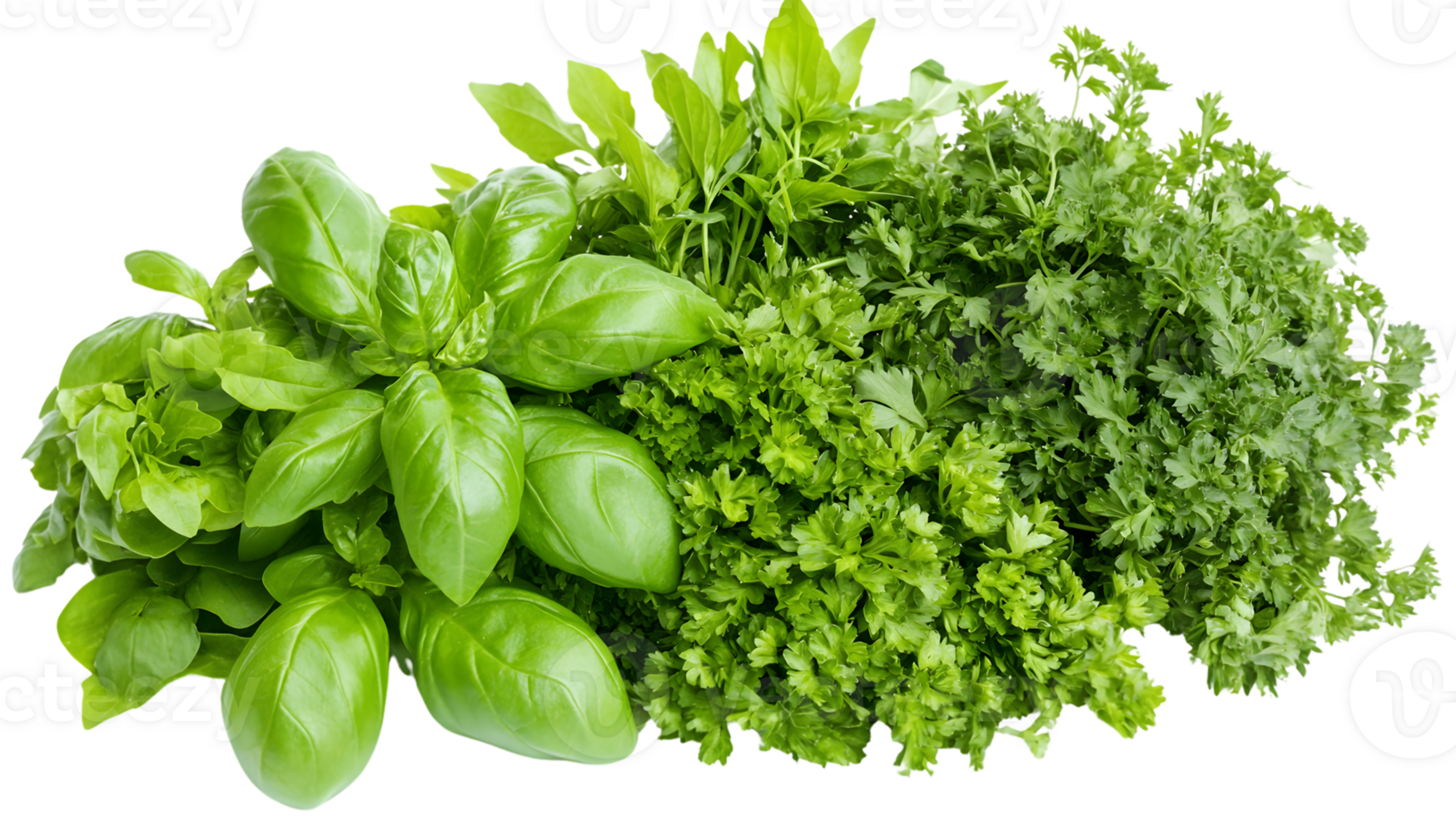Fresh Herbs Basil Parsley Culinary Green Food Photography Ingredient png