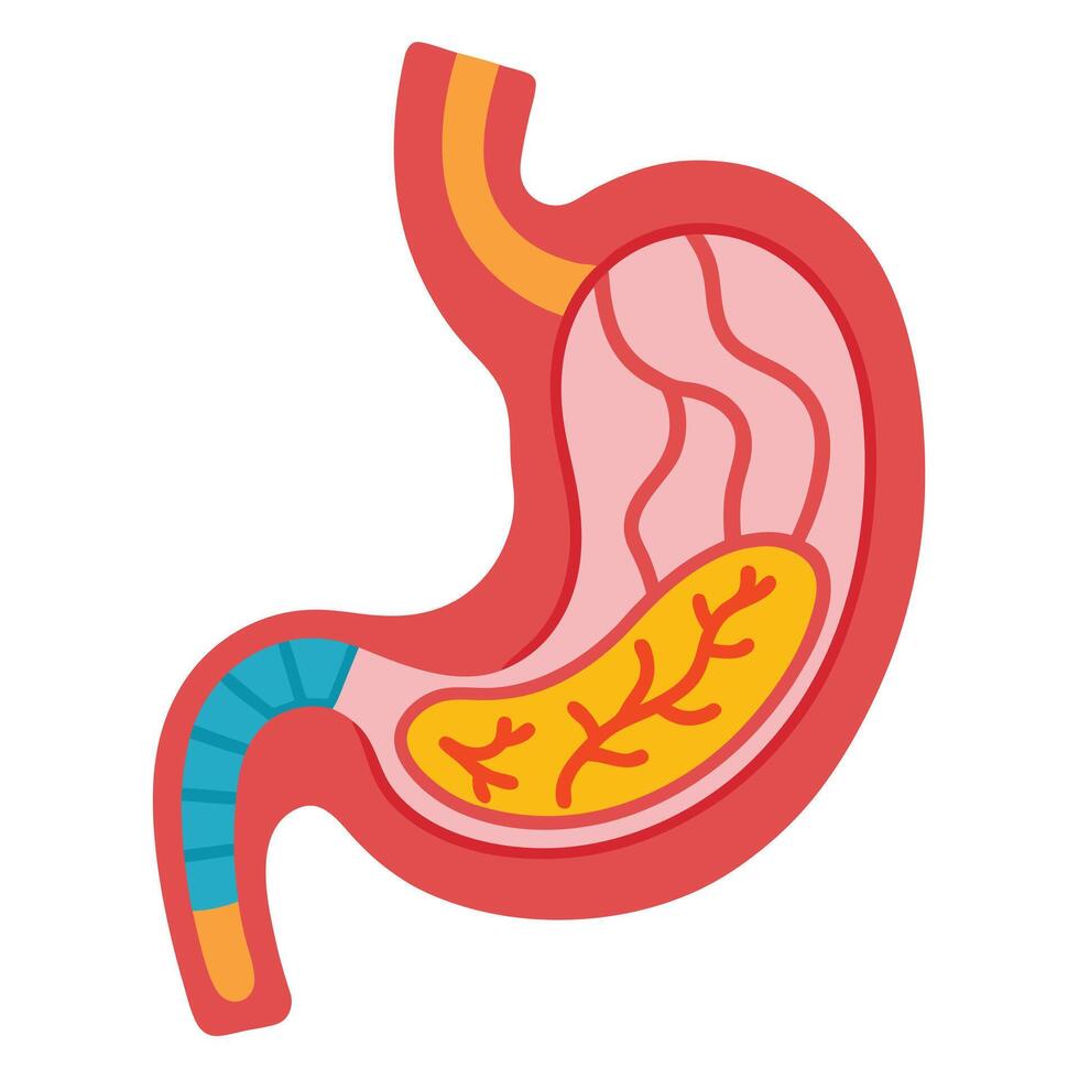Colorful Stomach Anatomy Flat , Digestive System Cartoon on White vector