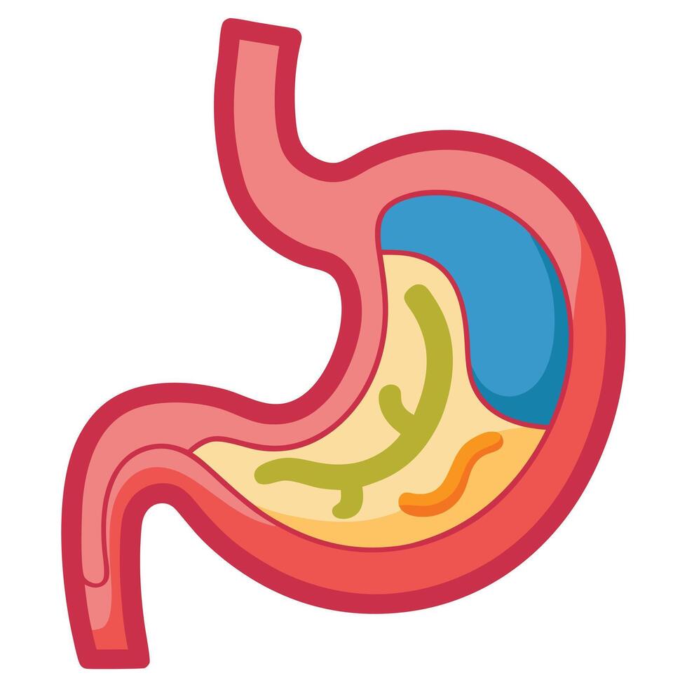 Simplified Stomach Anatomy Flat with Gastric Juices and Layers vector