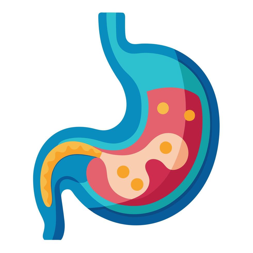 Stylized Anatomical of Human Stomach with Gastric Juices and Mucosa vector