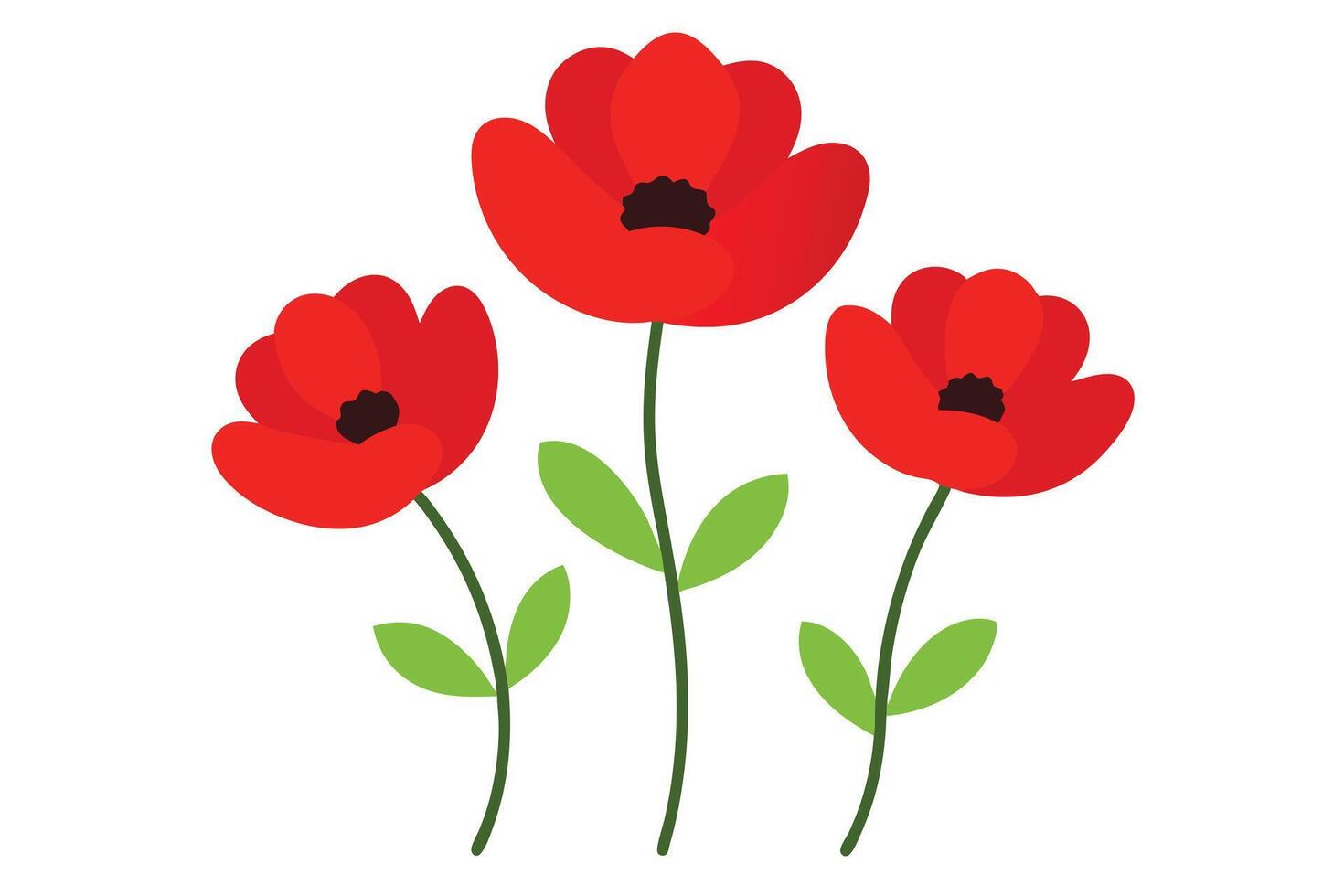 Red Poppies with Green Stems and Leaves on White Background vector