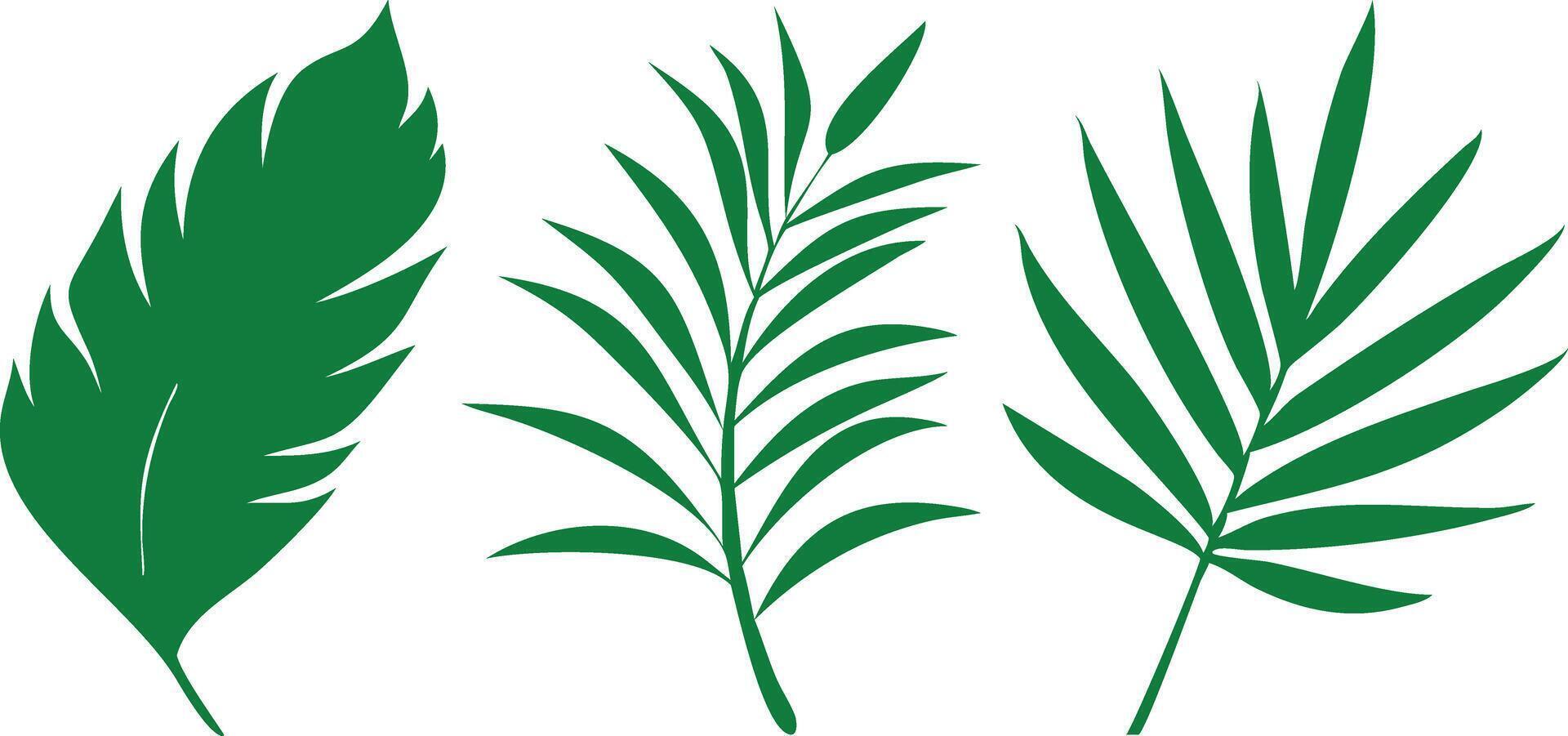 Green Palm Leaves Silhouette, Tropical Foliage Illustrations on a White Background vector