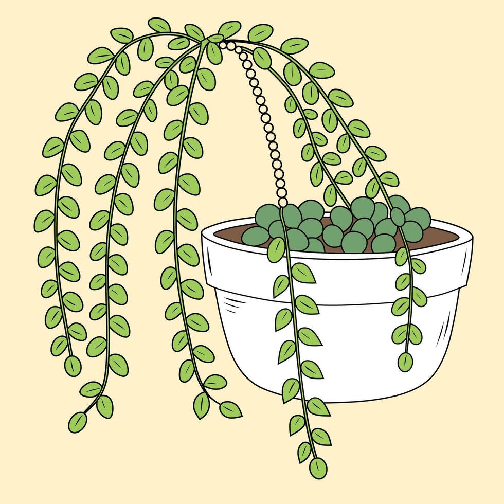 String of Pearls Hanging Plant Illustration vector