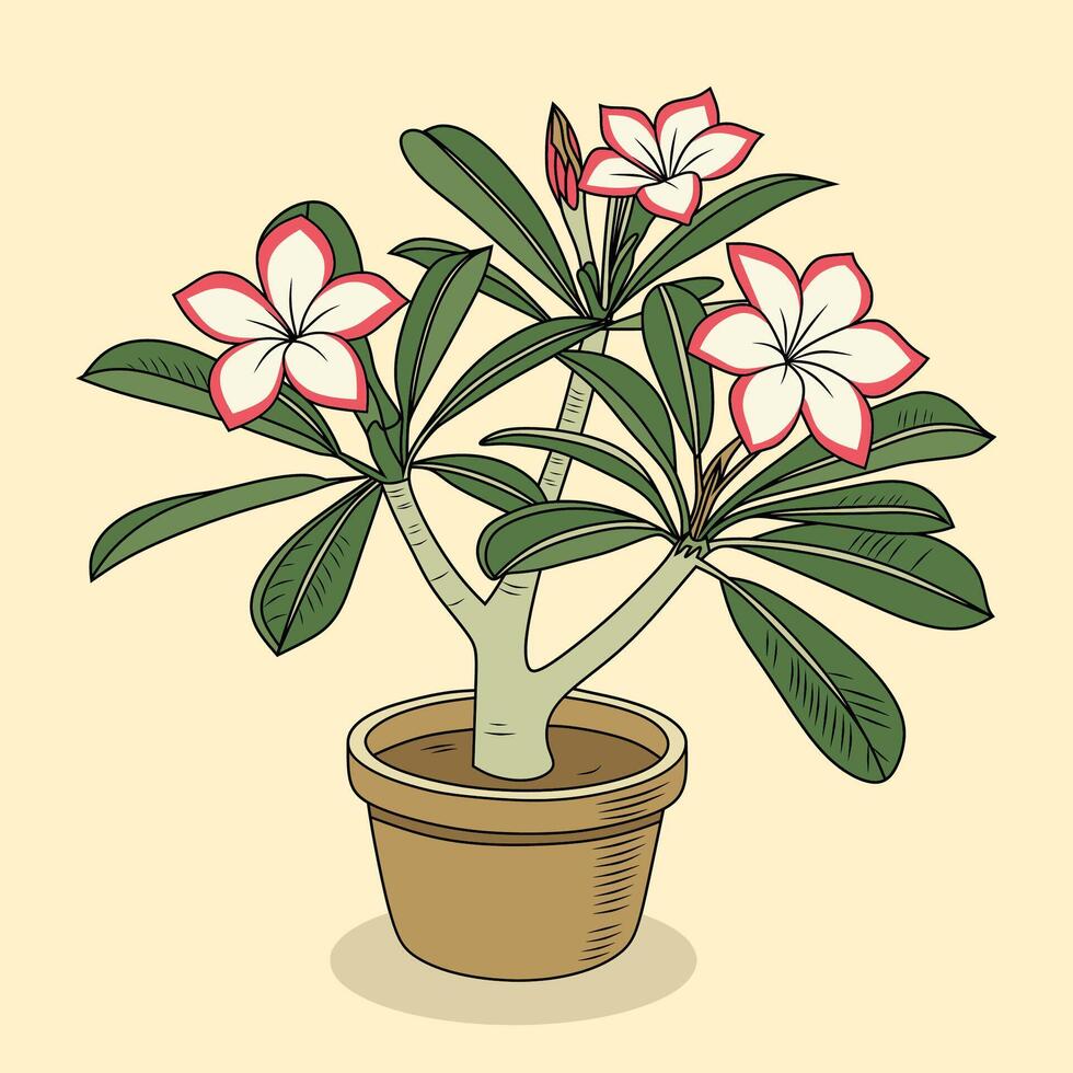 Colored Adenium Plant Illustration vector