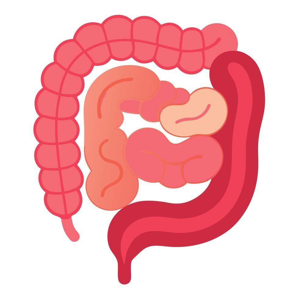 Bowel and Intestine Anatomy with Large and Small Organ Segments on White Background vector