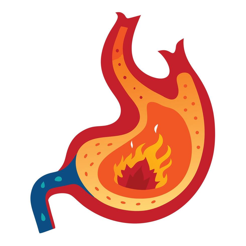 Cartoon Stomach Anatomy with Flames on a Transparent Background vector