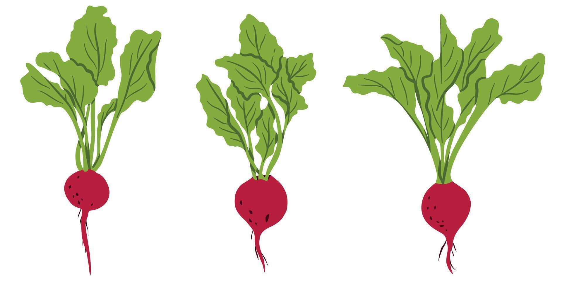 Beet Root Vegetable Set Flat Illustration vector