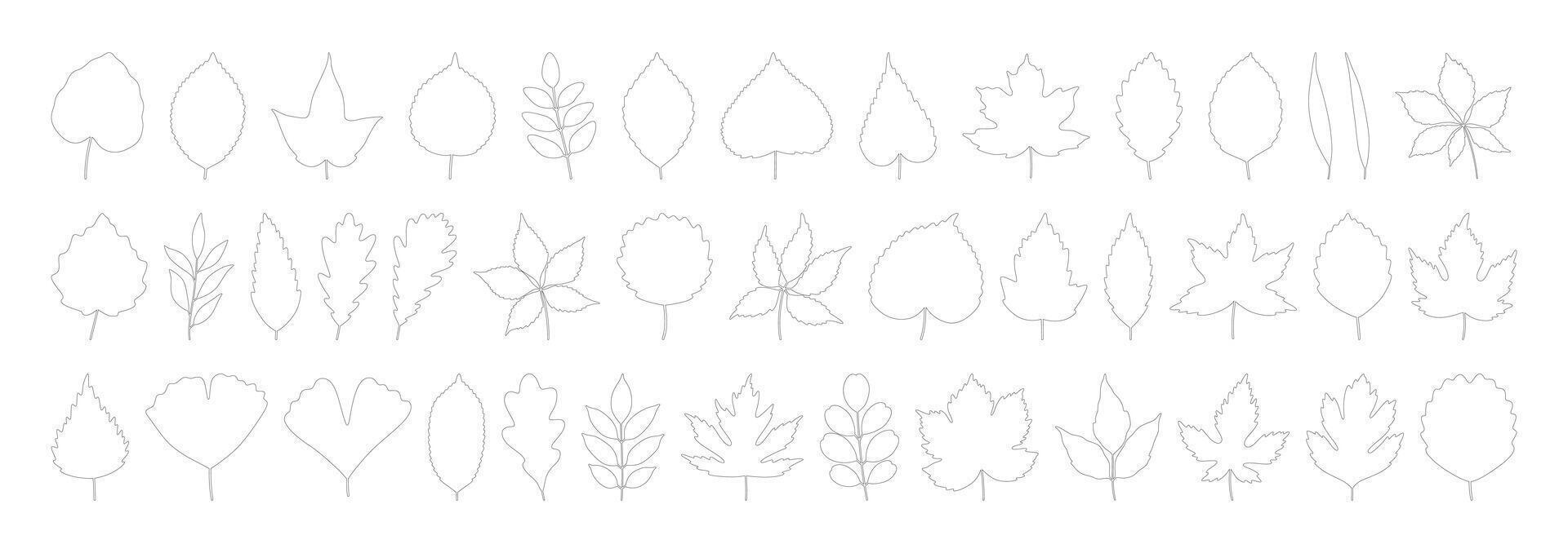 Big set of leaves maple, oak, birch, chestnut, linden, poplar, ginkgo, and others. Contour silhouettes on a white background. Spring, summer, or fall collection outline foliage vector