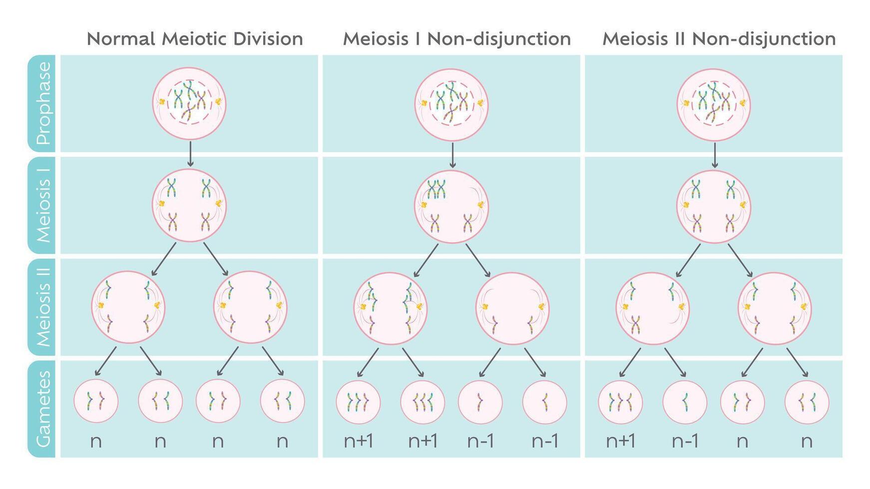 Nondisjunction in meiotic cell division educational diagram vector