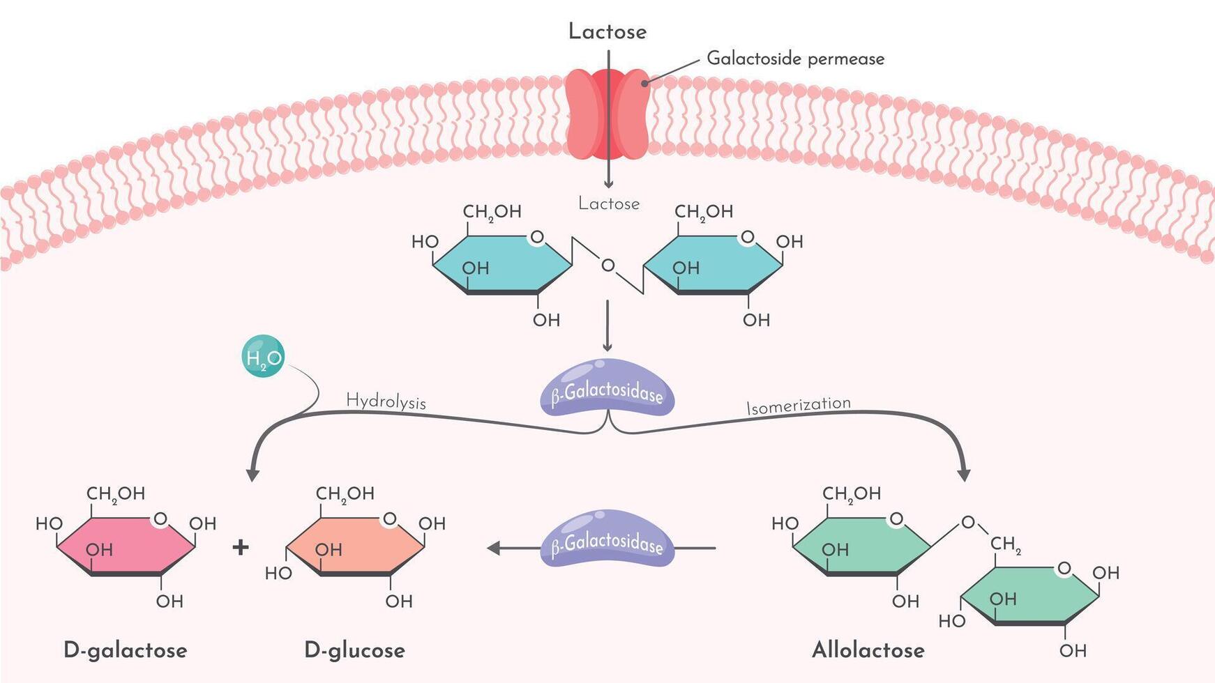 beta galactosidase Lactase enzyme breakdown of lactose vector