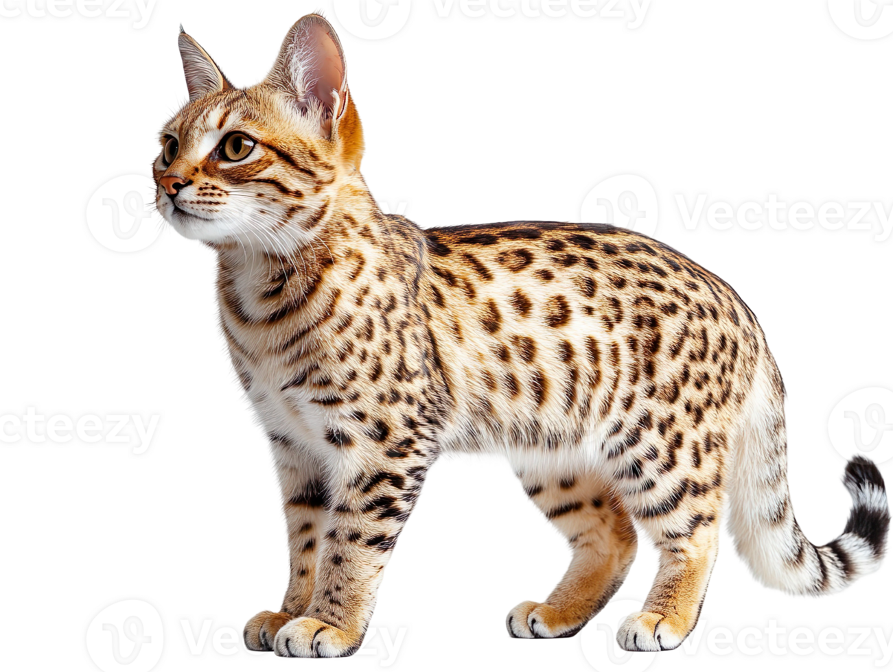 Savannah cat isolated on transparent background png