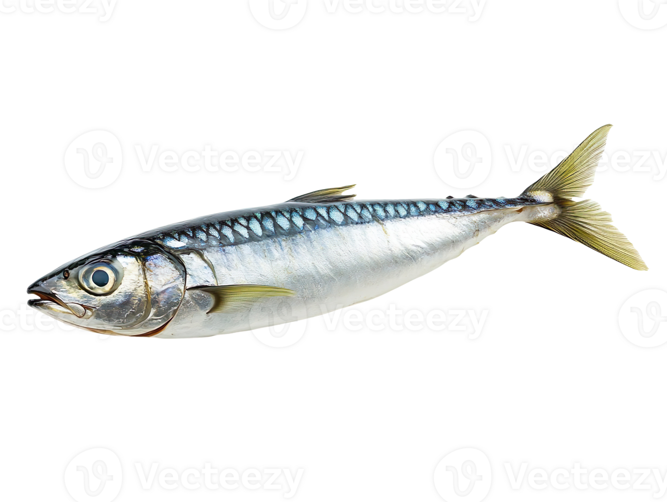 sardine fish isolated on transparent background png