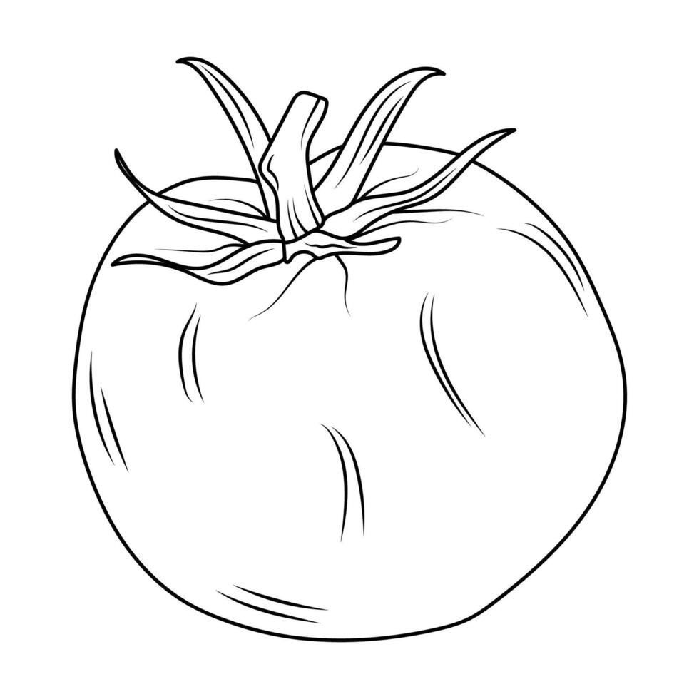 A tomato in a simple line art style. Artistic coloring of the tomato line. Tomato outline for the menu, sign frames, labels. Vegetable coloring sketch. vector