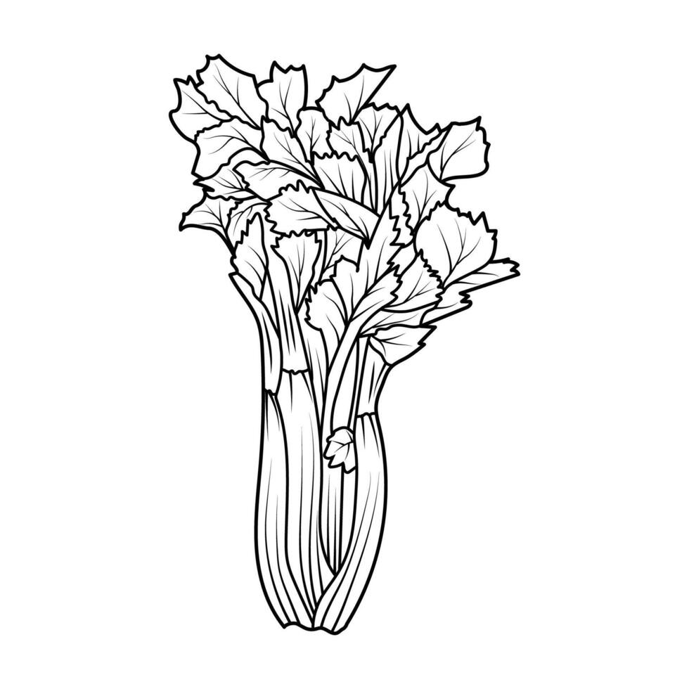 Black and white celery. Fresh celery in the contour, in the line for the decoration of the farmer's market. A clipart made from organic healthy food. Illustration. vector