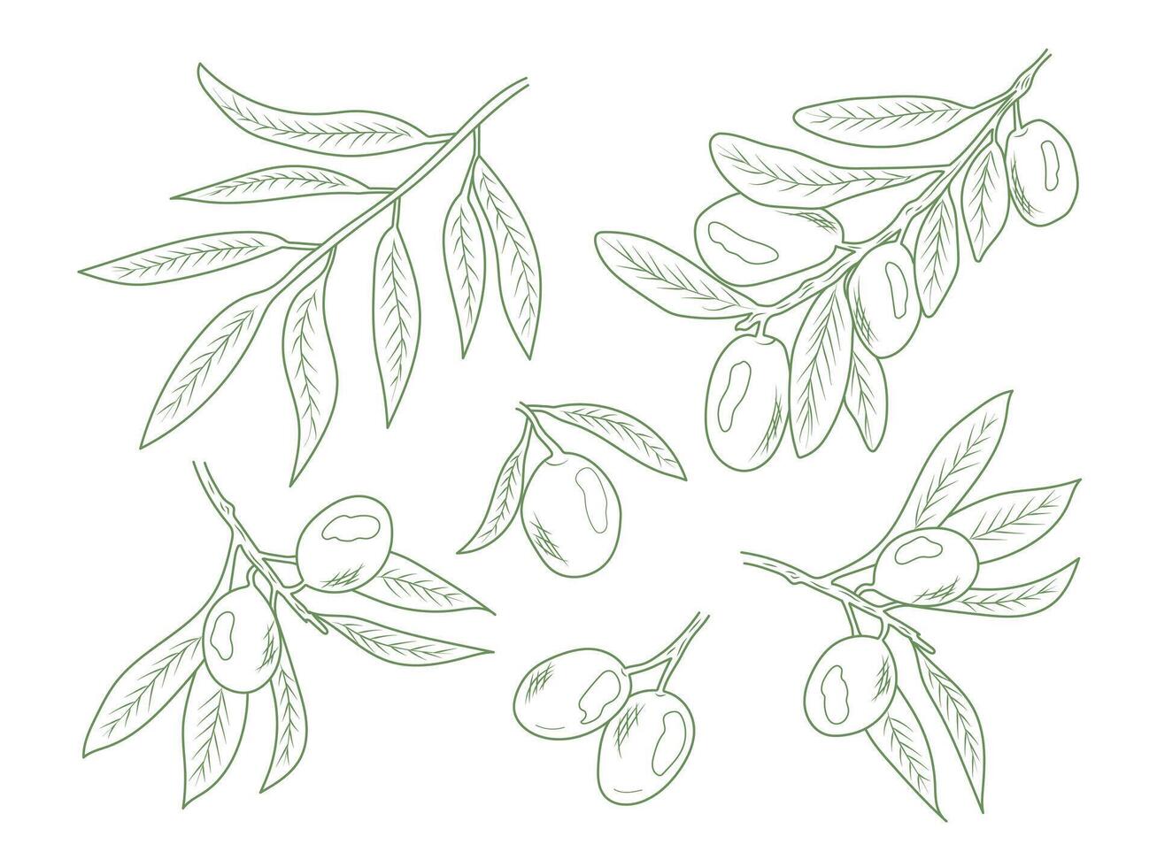 A set of illustrations by olives in the lineart style. Elegant botanical illustration line. Great for any design, menu, icon, logo, textiles, art, walls, packaging. vector
