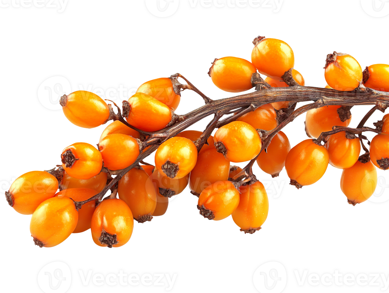 Sea buckthorn isolated on transparent background png