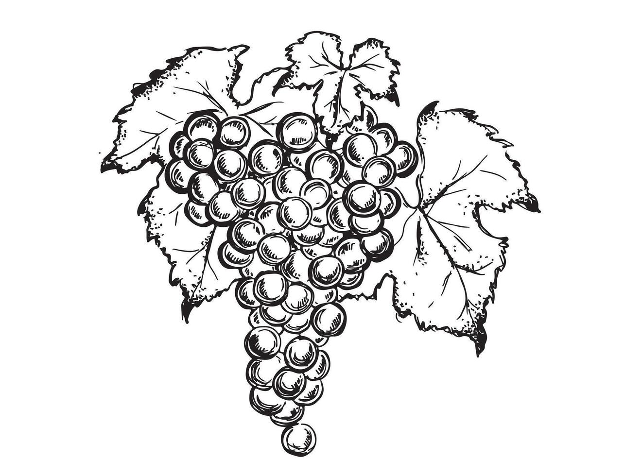 Grape hand drawn graphic illustration. vector