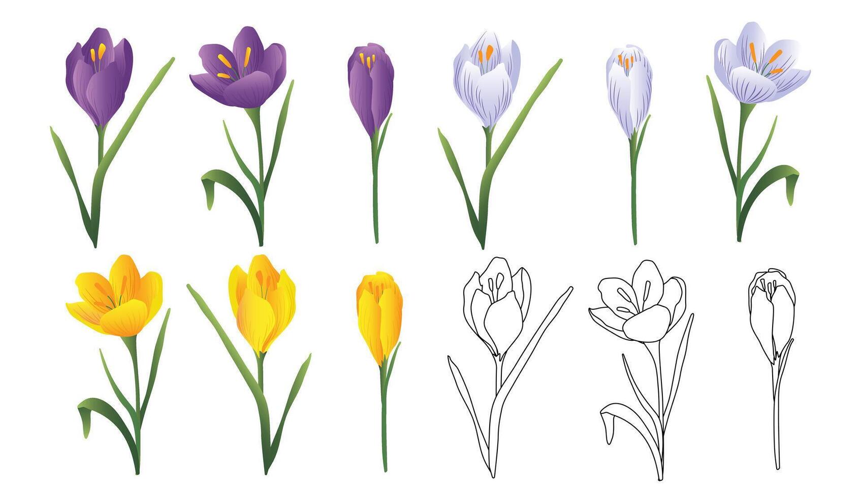 A large set of crocus or saffron flowers. vector