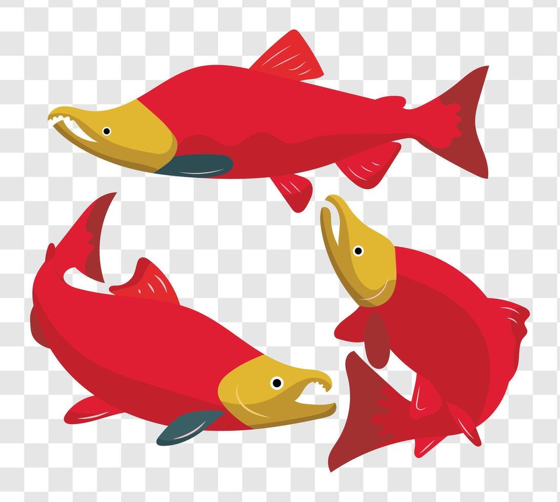 three red salmon fish on transparent background vector