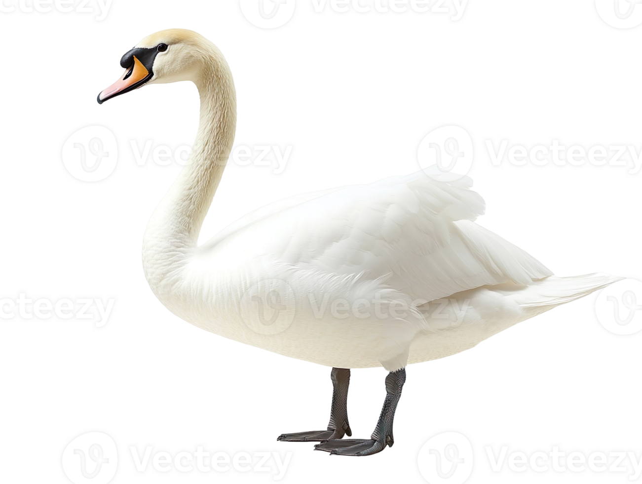 Swan isolated on transparent background png