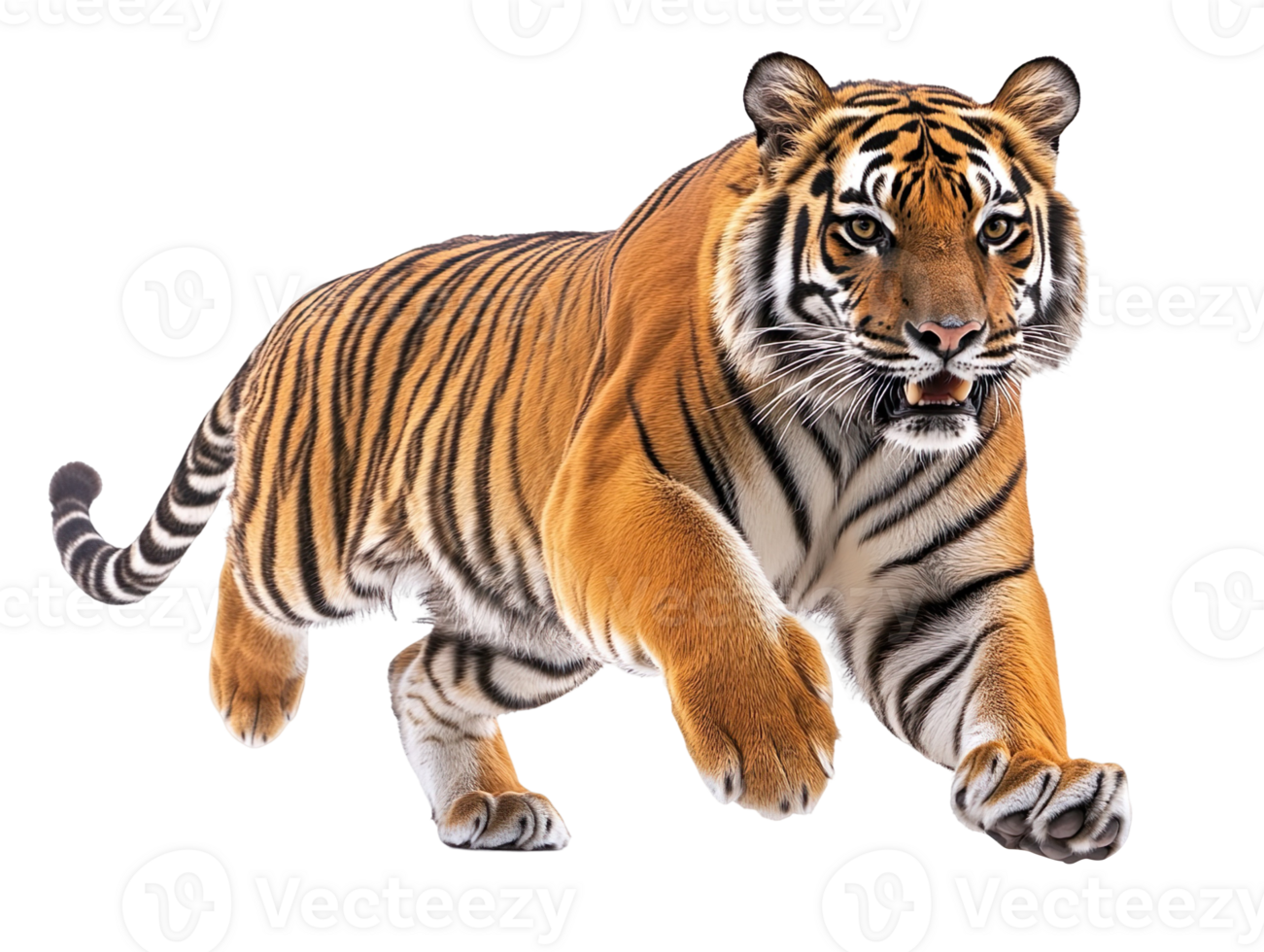 Tiger runing isolated on transparent background png