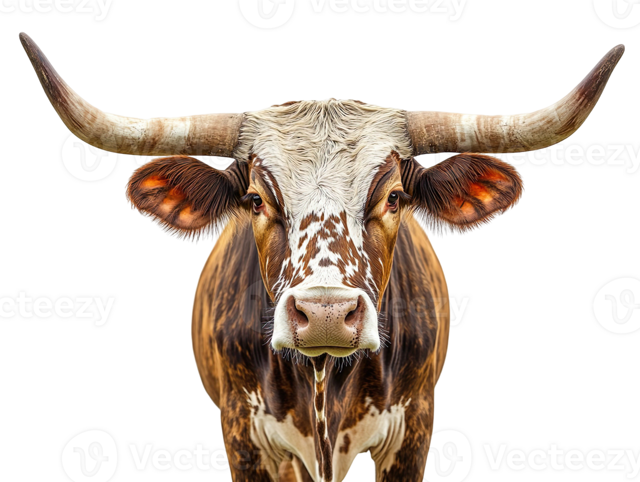 texas longhorn cow front view isolated on transparent background png