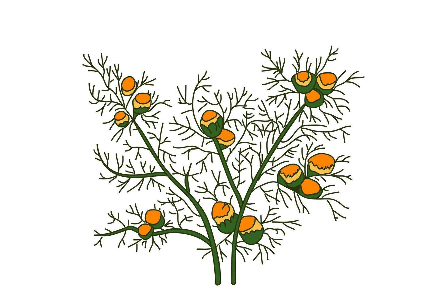 Botanical medicinal plant isolated on white background. Hand drawn bouquet chamomile with stems, leaves, flowers illustration.Graphic design element for Birthday Poster Invitation Greeting Card vector