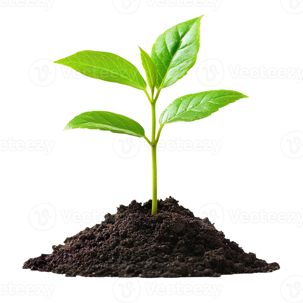 young plant growing from soil isolated on transparent background png