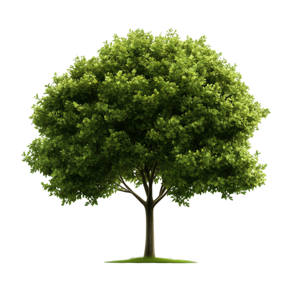 A realistic tree with green leaves isolated on transparent background png
