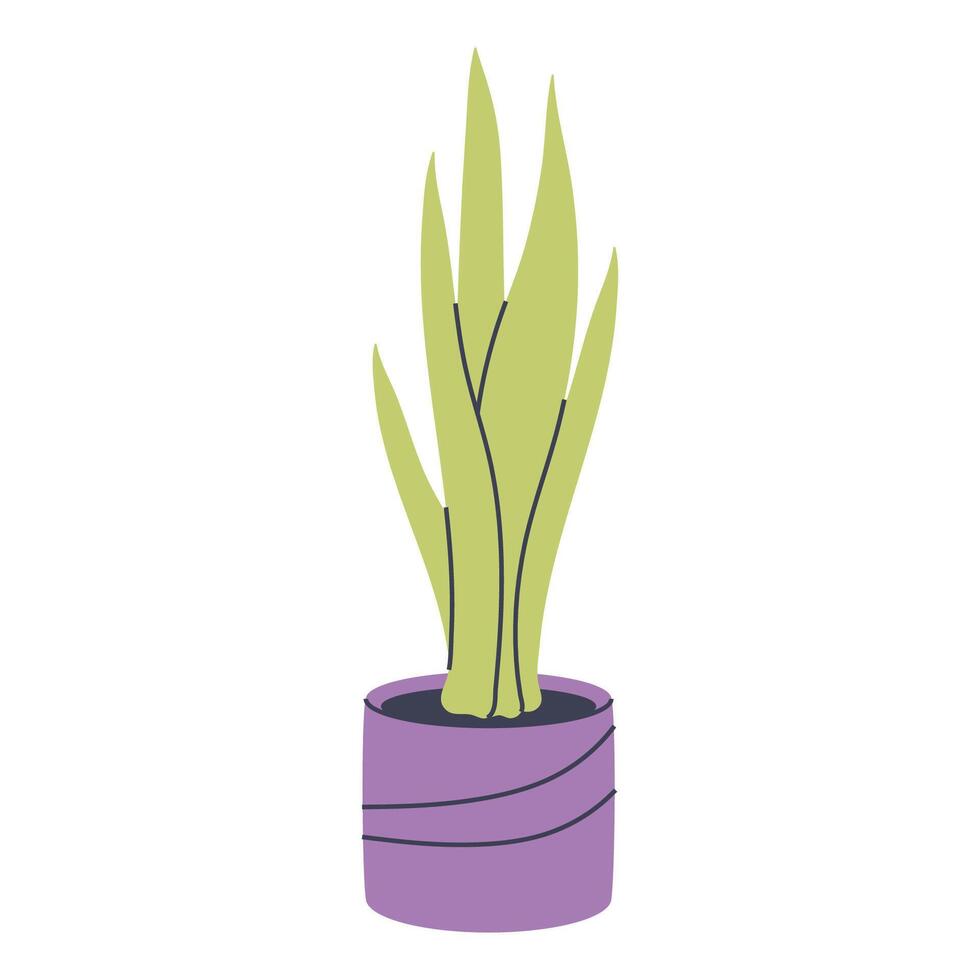 Snake plant in a purple pot. Great for various botanical and nature designs. vector