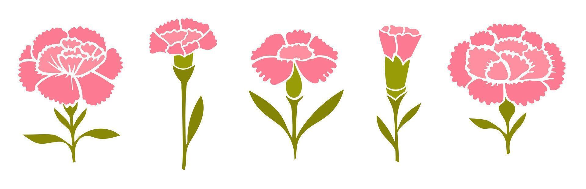 Collection of spring pink carnations illustration isolated on white background vector