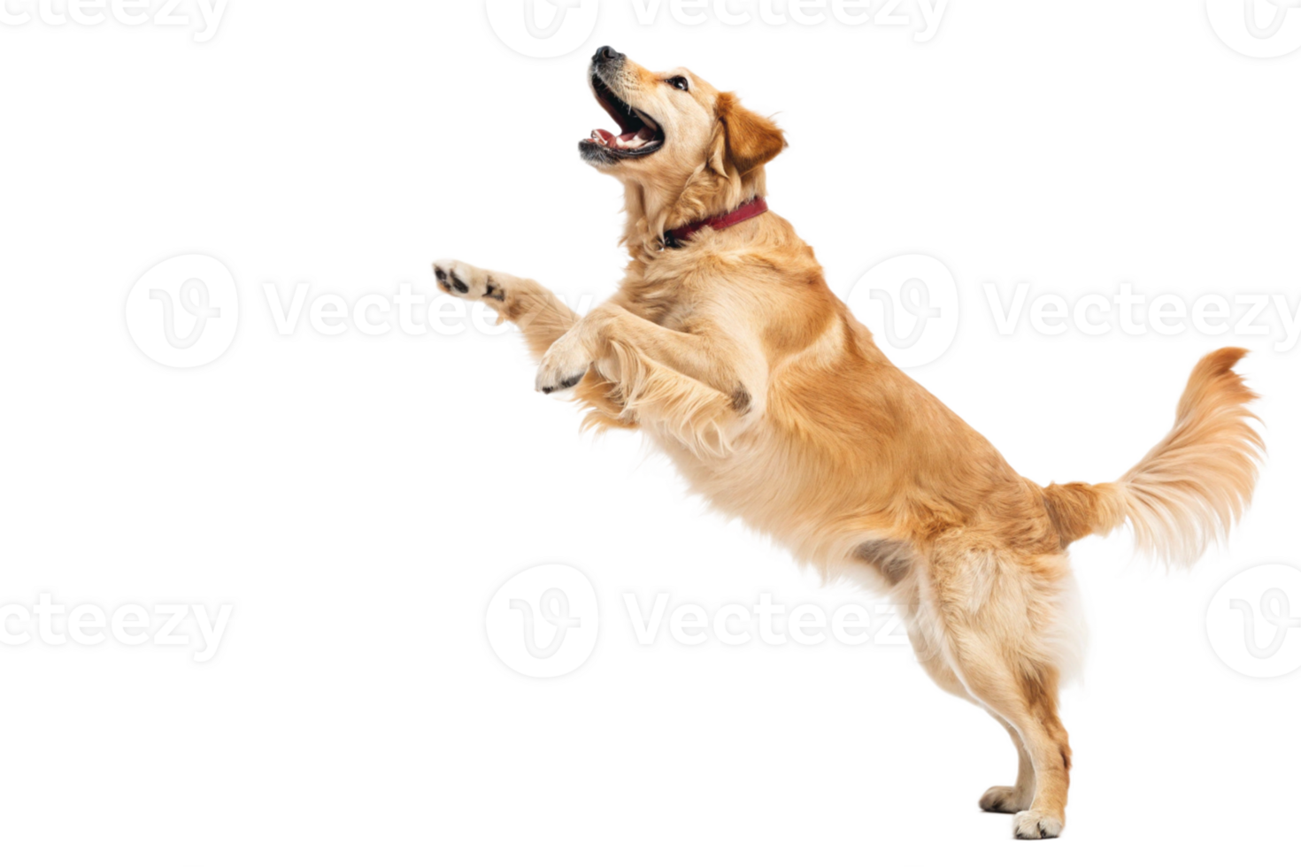 Golden retriever leaps joyfully isolated - generated by ai png